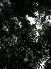 Homalium trichostemon