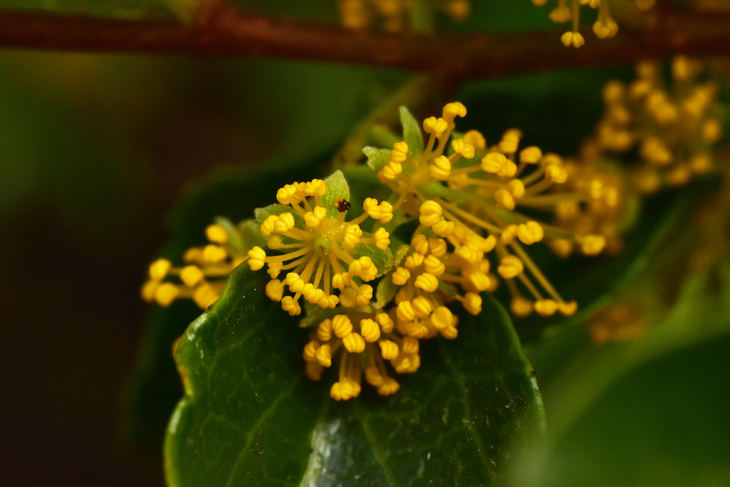 Azara celastrina