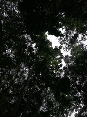 Homalium trichostemon