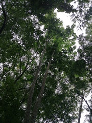 Homalium trichostemon