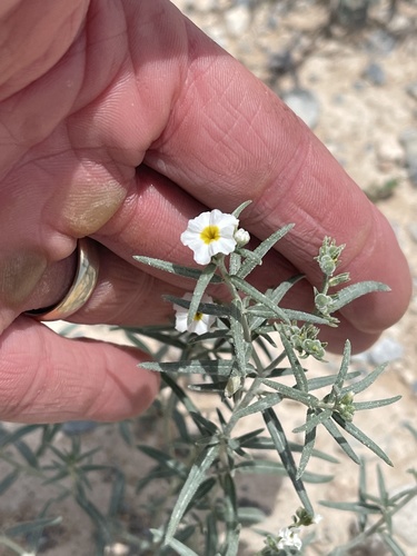 Fragrant heliotrope (Euploca greggii)
