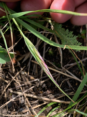 Danthonia intermedia