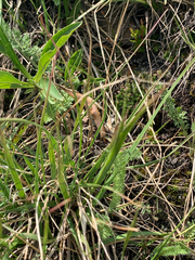 Danthonia intermedia