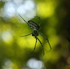 Leucauge venusta