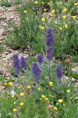Phacelia sericea sericea