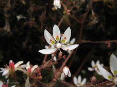 Micranthes clusii lepismigena