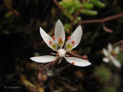 Micranthes clusii lepismigena