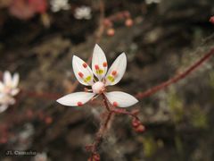 Micranthes clusii lepismigena