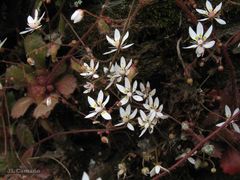 Micranthes clusii lepismigena