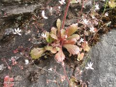 Micranthes clusii lepismigena