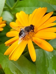 Eristalis tenax