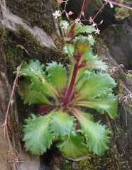 Micranthes clusii lepismigena