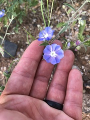 Evolvulus arizonicus