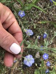 Evolvulus arizonicus