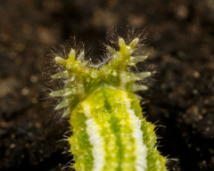 Apaturinae
