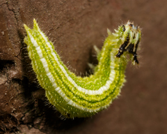 Apaturinae