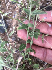 Evolvulus arizonicus