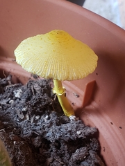 Leucocoprinus birnbaumii birnbaumii