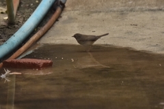 Phylloscopus fuscatus