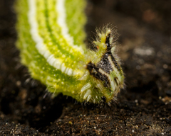 Apaturinae