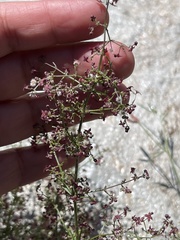 Galium wrightii