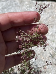 Galium wrightii