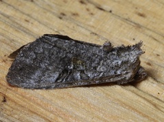 Syngrapha viridisigma