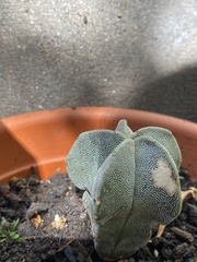 Astrophytum