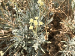 Parthenium argentatum