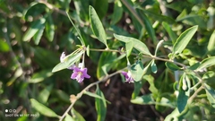 Lycium barbarum
