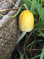 Bolbitius titubans var. olivaceus image