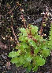 Micranthes clusii lepismigena