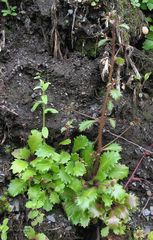 Micranthes clusii lepismigena