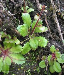 Micranthes clusii lepismigena