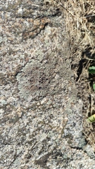 Protoparmeliopsis muralis