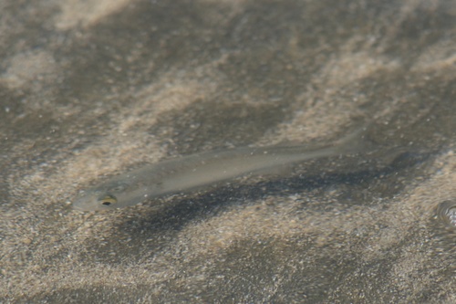 Aldrichetta forsteri