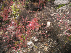 Micranthes clusii lepismigena