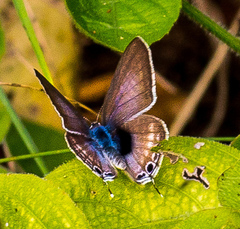 Leptotes pirithous pirithous