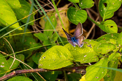 Leptotes pirithous pirithous