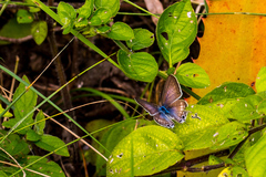 Leptotes pirithous pirithous