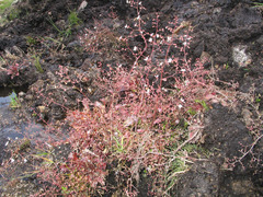 Micranthes clusii lepismigena