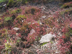 Micranthes clusii lepismigena