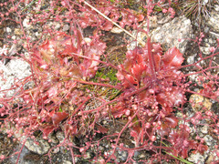 Micranthes clusii lepismigena