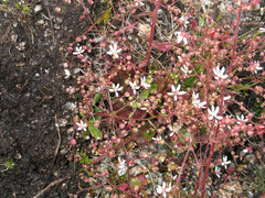 Micranthes clusii lepismigena