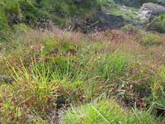 Micranthes clusii lepismigena