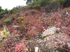 Micranthes clusii lepismigena