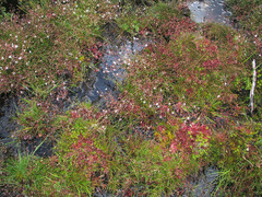 Micranthes clusii lepismigena