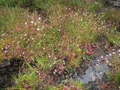 Micranthes clusii lepismigena