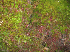 Micranthes clusii lepismigena