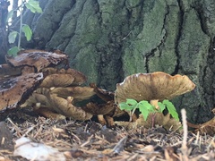 Hemipholiota populnea